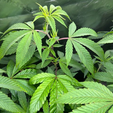 MiscxLAZ #26 C #2 growlog timeline photo