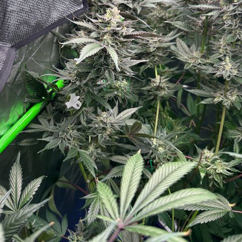 CxLAZ #03 C #1 58.58g growlog timeline photo