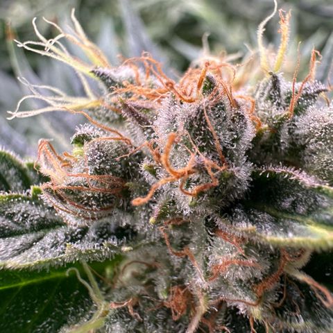 Fuel D.OG #1 Female 47.36g growlog timeline photo