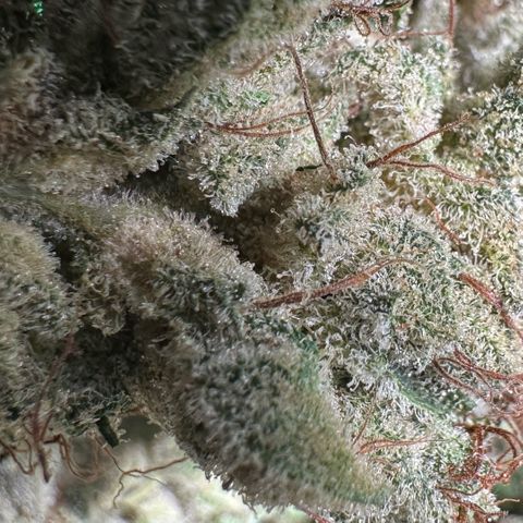 Misc x (LA Kush x Zkittles) #23 28.19g growlog timeline photo