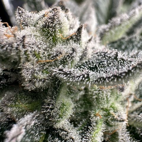 MiscxLAZ #29 C growlog timeline photo