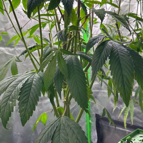 MiscxLAZ #26 C #2 growlog timeline photo