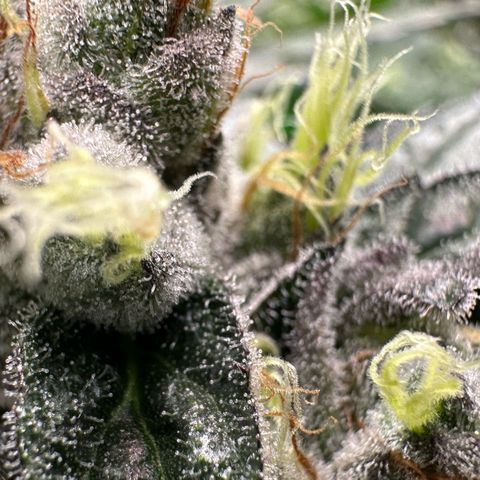 CxLAZ #03 C #1 58.58g growlog timeline photo