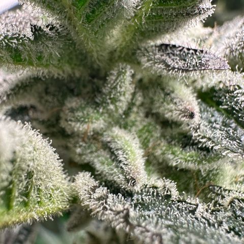 MiscxLAZ #29 C growlog timeline photo