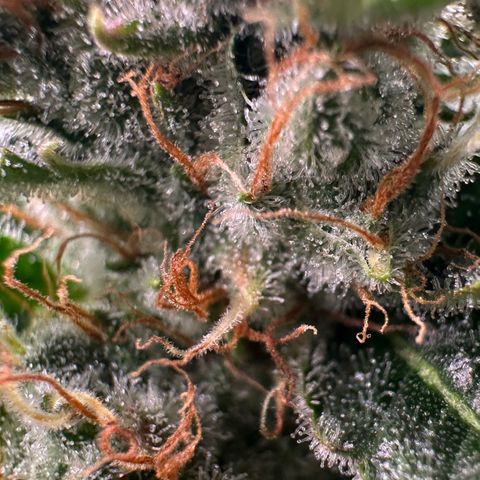 Fuel D.OG #1 Female 47.36g growlog timeline photo