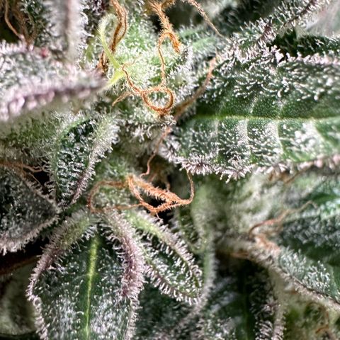 CxLAZ #03 C #1 58.58g growlog timeline photo
