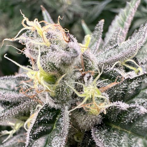CxLAZ #03 C #1 58.58g growlog timeline photo