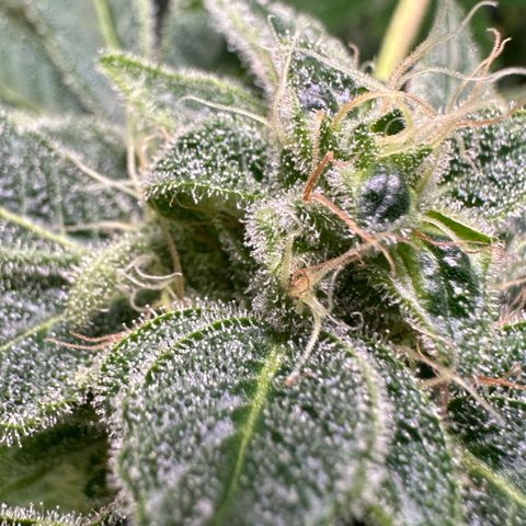 CxLAZ #20 C1 25g growlog timeline photo