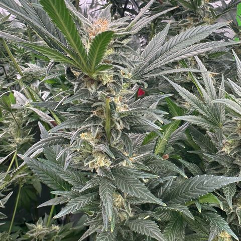 Fuel D.OG #2 Female 49.44g M growlog timeline photo