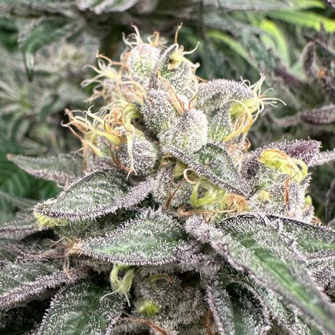 CxLAZ #03 C #1 58.58g growlog timeline photo