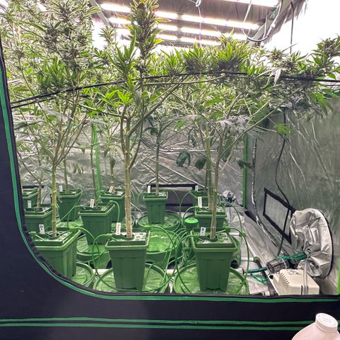 Fuel D.OG #1 Female 47.36g growlog timeline photo