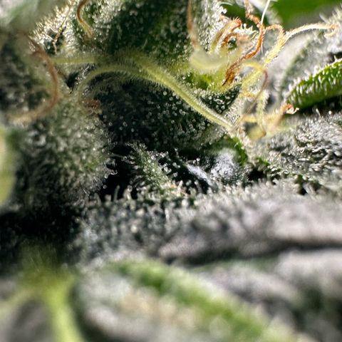 MiscxLAZ #08 C #1 growlog timeline photo