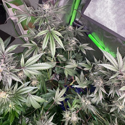 CxLAZ #03 C #1 58.58g growlog timeline photo