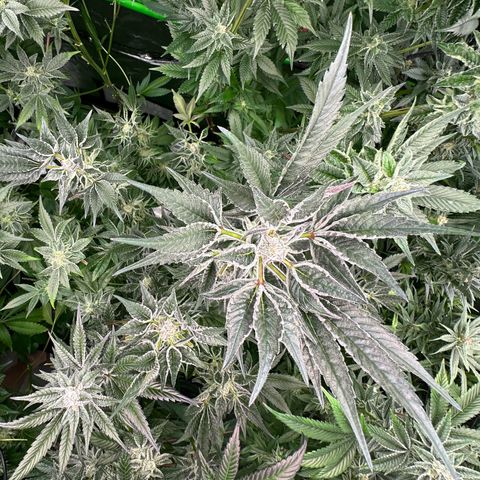 MiscxLAZ #37 C growlog timeline photo