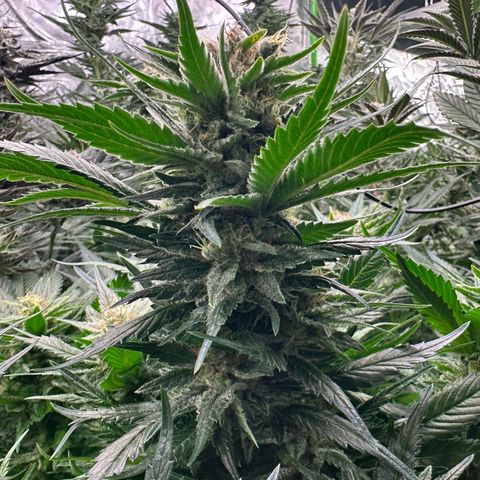 Fuel D.OG #1 Female 47.36g growlog timeline photo