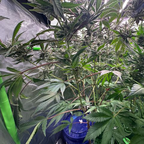 CxLAZ #03 C #1 58.58g growlog timeline photo