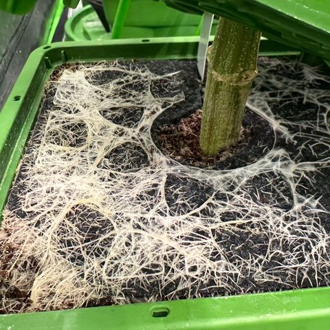 MiscxLAZ #26 C #1 47.15g growlog photo: Roots causing water to absorb slowly 