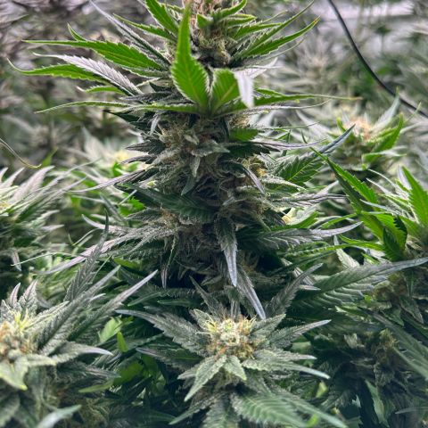 Fuel D.OG #1 Female 47.36g growlog timeline photo