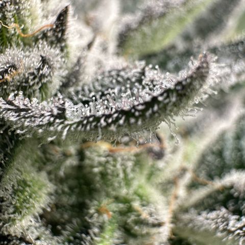 MiscxLAZ #29 C growlog timeline photo