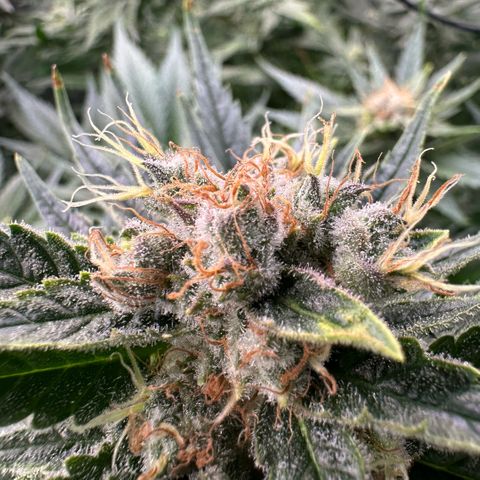 Fuel D.OG #1 Female 47.36g growlog timeline photo
