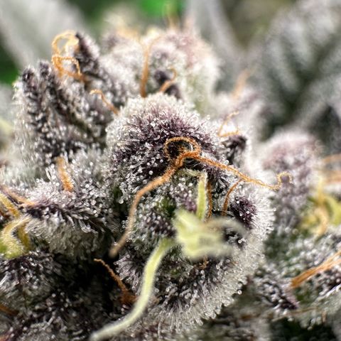 MiscxLAZ #22 C 42.33g growlog timeline photo