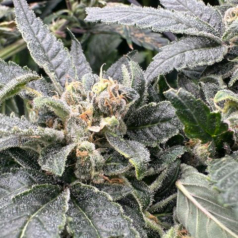 MiscxLAZ #08 C #1 growlog timeline photo