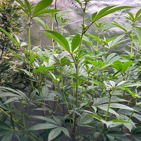 MiscxLAZ #26 C #2 growlog timeline photo