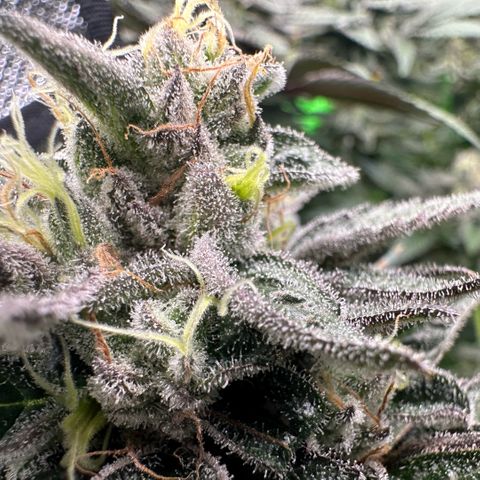 CxLAZ #03 C #1 58.58g growlog timeline photo