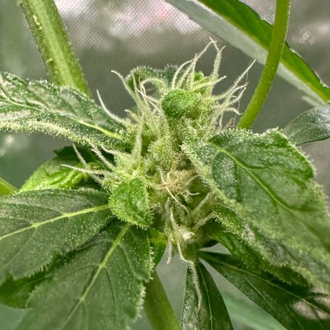 Fuel D.OG #2 Female 49.44g M growlog timeline photo