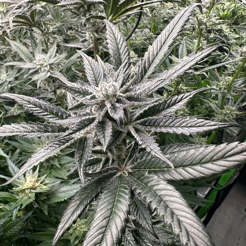 MiscxLAZ #29 C growlog timeline photo
