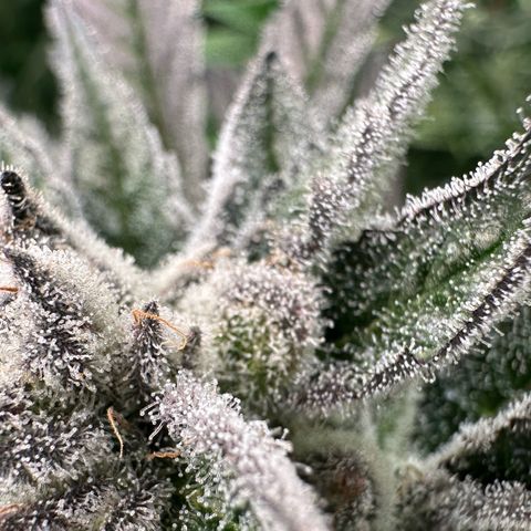 MiscxLAZ #29 C growlog timeline photo