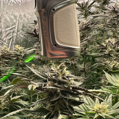 CxLAZ #03 C #1 58.58g growlog timeline photo