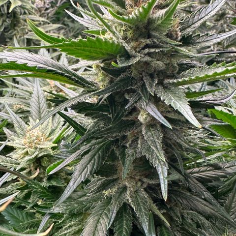 Fuel D.OG #1 Female 47.36g growlog timeline photo