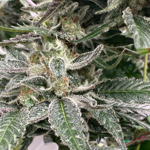 CxLAZ #03 C #1 58.58g growlog timeline photo