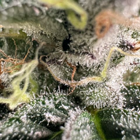 CxLAZ #03 C #1 58.58g growlog timeline photo