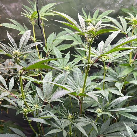 MiscxLAZ #26 C #2 growlog timeline photo