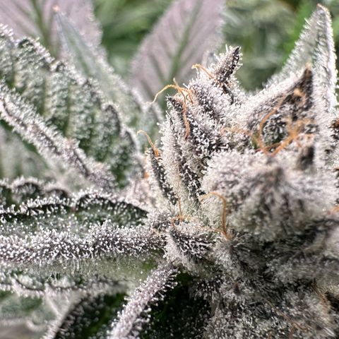 MiscxLAZ #29 C growlog timeline photo