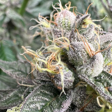 CxLAZ #03 C #1 58.58g growlog timeline photo