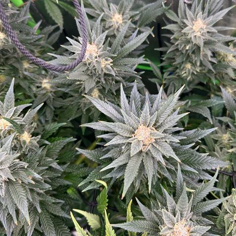 Fuel D.OG #2 Female 49.44g M growlog timeline photo
