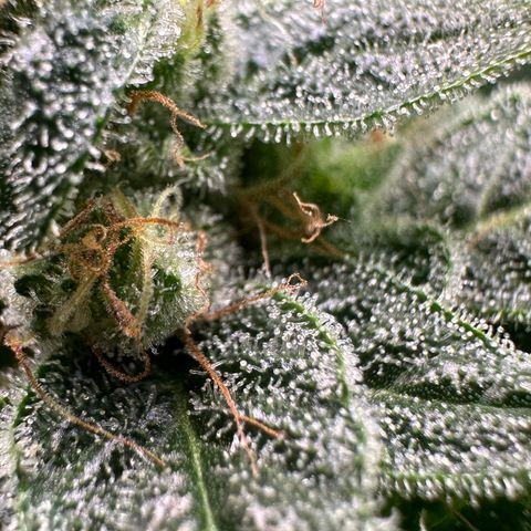 CxLAZ #20 C1 25g growlog timeline photo