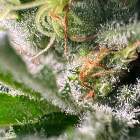 Fuel D.OG #1 Female 47.36g growlog timeline photo