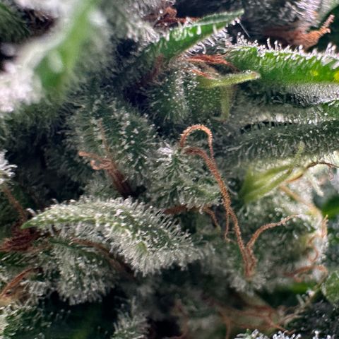 Fuel D.OG #1 Female 47.36g growlog timeline photo