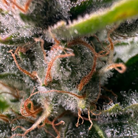 Fuel D.OG #1 Female 47.36g growlog timeline photo
