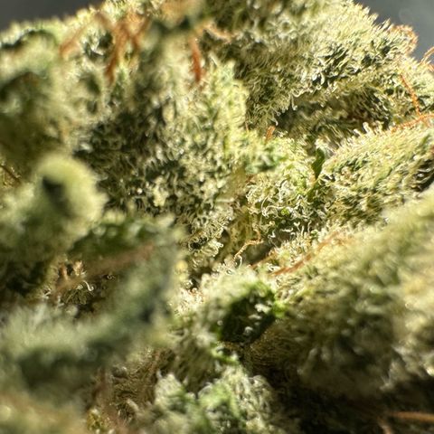 Misc x (LA Kush x Zkittles) #23 28.19g growlog timeline photo