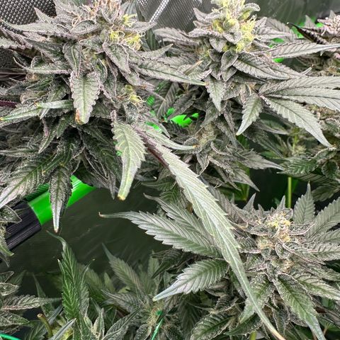 CxLAZ #03 C #1 58.58g growlog timeline photo
