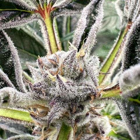 MiscxLAZ #37 C growlog timeline photo