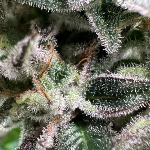 CxLAZ #03 C #1 58.58g growlog timeline photo