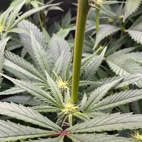 MiscxLAZ #26 C #2 growlog timeline photo