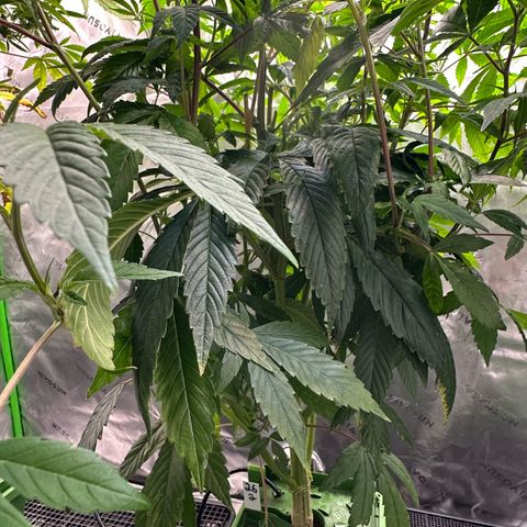 MiscxLAZ #26 C #2 growlog timeline photo