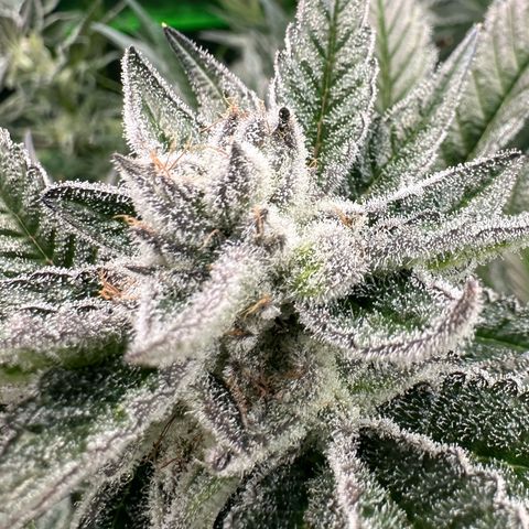 MiscxLAZ #29 C growlog timeline photo